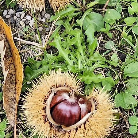 Feriehus Cascina Bruna Con Giardino In Val Trebbia